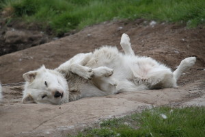 Summer Siesta Husky Style